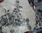 annularia sphenophylloides