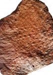asolanus camptotaeniae