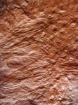 asolanus camptotaeniae