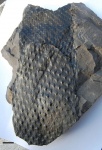 asolanus camptotaeniae