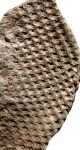 lepidophloios part 7