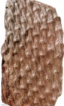 lepidodendron