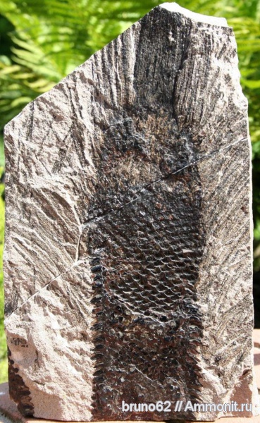carboniferous plants from Puertollano Spain, Omphalophloios