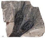 omphalophloios