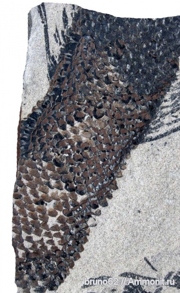 carboniferous plants from Puertollano Spain, Omphalophloios