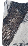 omphalophloios