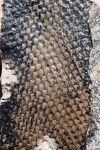 omphalophloios