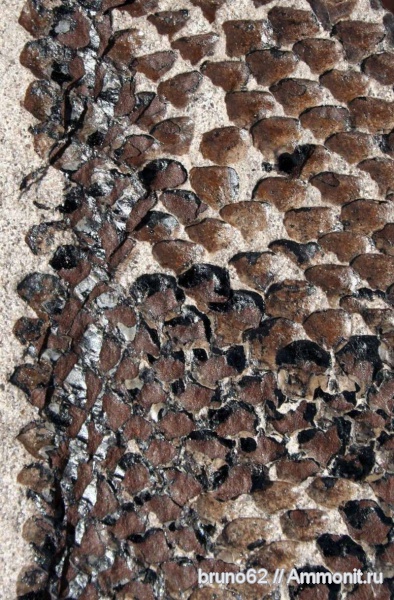 carboniferous plants from Puertollano Spain, Omphalophloios