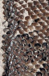 omphalophloios