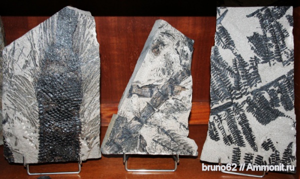 Asterophyllites, Pecopteris, carboniferous plants from Puertollano Spain, Omphalophloios