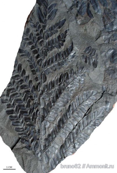 Neuropteris, carboniferous plants from Asturia