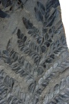 neuropteris ovata