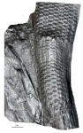 Sigillaria brardi