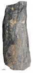sigillaria brardi