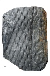 asolanus