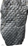 asolanus
