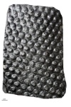sigillaria