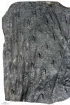 asolanus