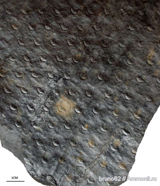 carboniferous plants from Asturia