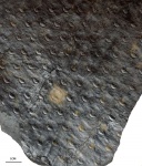sigillaria