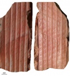 sigillaria