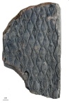 aspidiaria