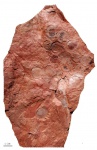 cordaicarpus