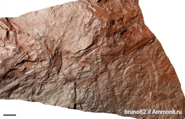 carboniferous plants from northern france