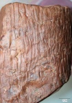 sigillaria