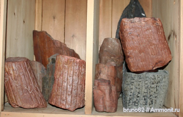 carboniferous plants from northern france