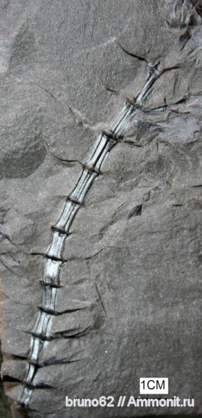 sphenophyllum