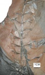 sphenophyllum