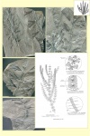 sphenophyllum