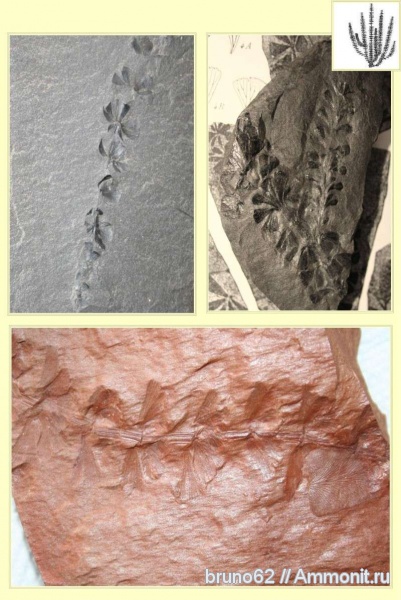 Sphenophyllum, carboniferous plants from northern france