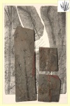 sphenophyllum