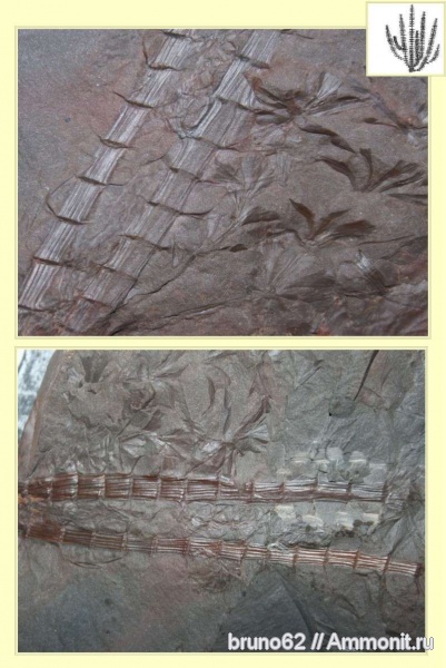 Sphenophyllum, carboniferous plants from northern france