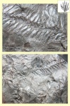 sphenophyllum