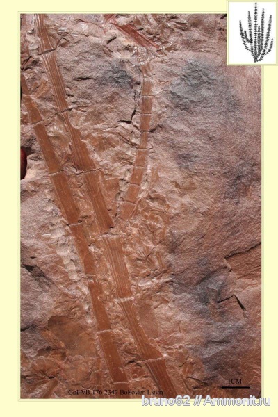 Sphenophyllum, carboniferous plants from northern france