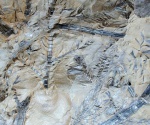 sphenophyllum