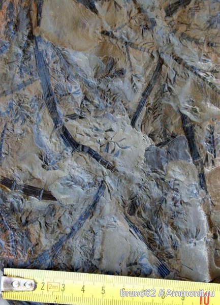 Sphenophyllum, carboniferous plants from northern france