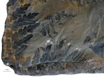 mariopteris part 7/2