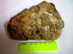 Corvenia rugosa(Lonsdaleia rugosa),нижний карбон, серпуховский ярус.
