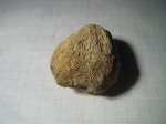 губка Хететес(3)