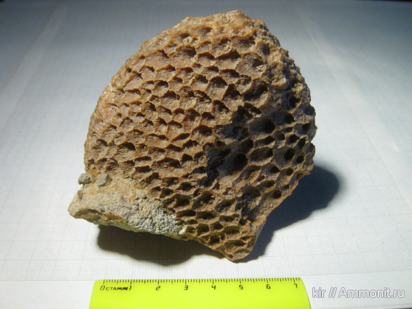 ?, Petalaxis, Rugosa, Favosites