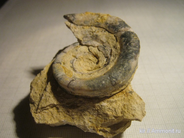 моллюски, карбон, Euomphalus, брюхоногие моллюски, палеозойская эра, Euomphalus marginatus