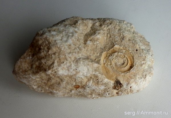 Euomphalus, р. Волга, отпечатки