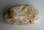 Отпечаток гастроподы Euomphalus marginatus