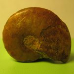 Cleoniceras