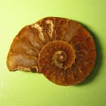 Перегородки Cleoniceras