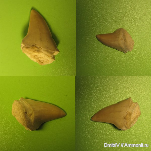 зубы, акулы, Otodus, teeth, sharks